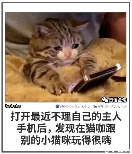 A sad-looking tabby cat appears to be crying as it looks at a cell phone lying on a fluffy blanket or pillow. (Captioned by AI)