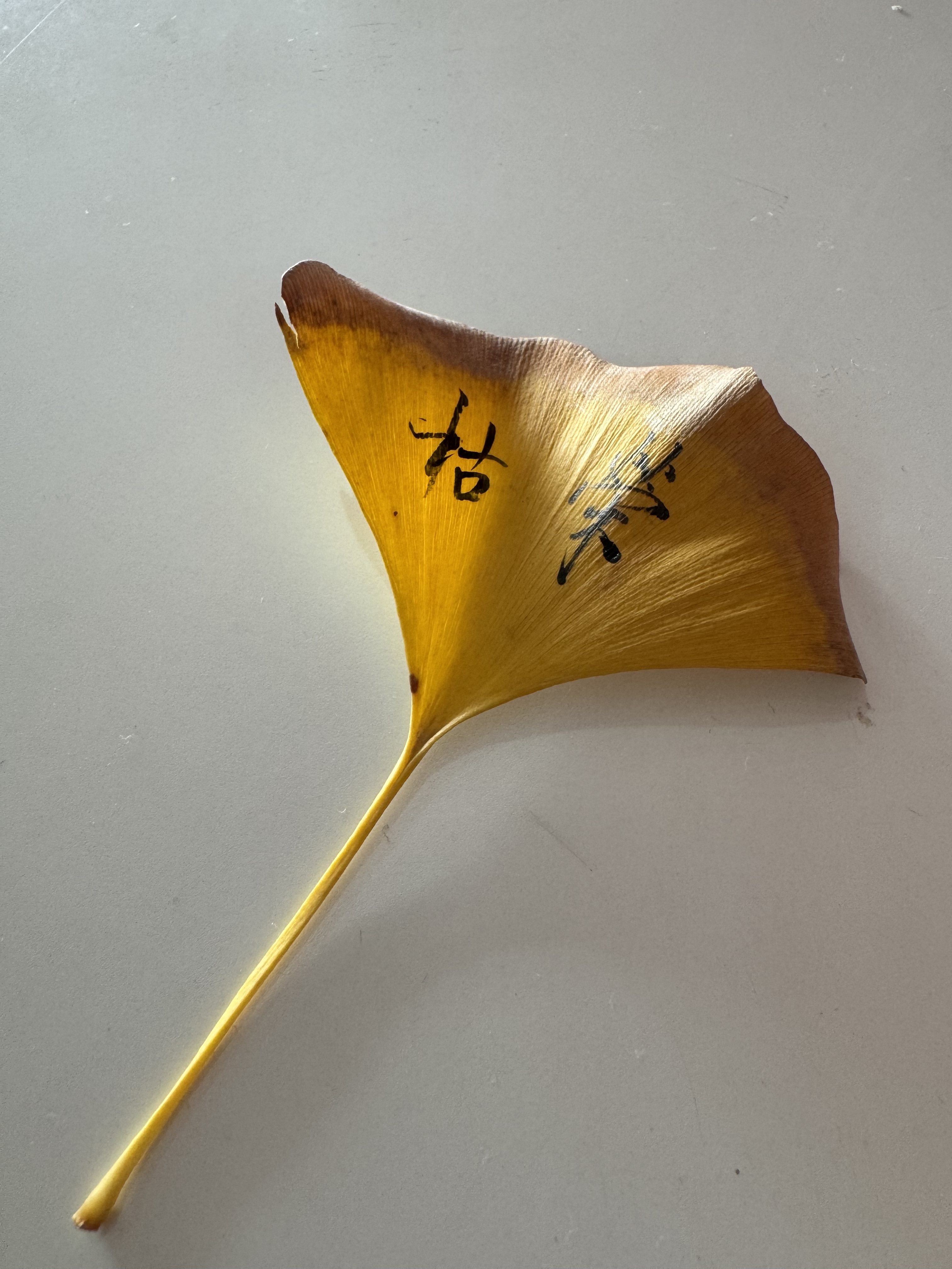 A single, yellow ginkgo leaf with two Chinese characters written on it rests on a white surface. (Captioned by AI)