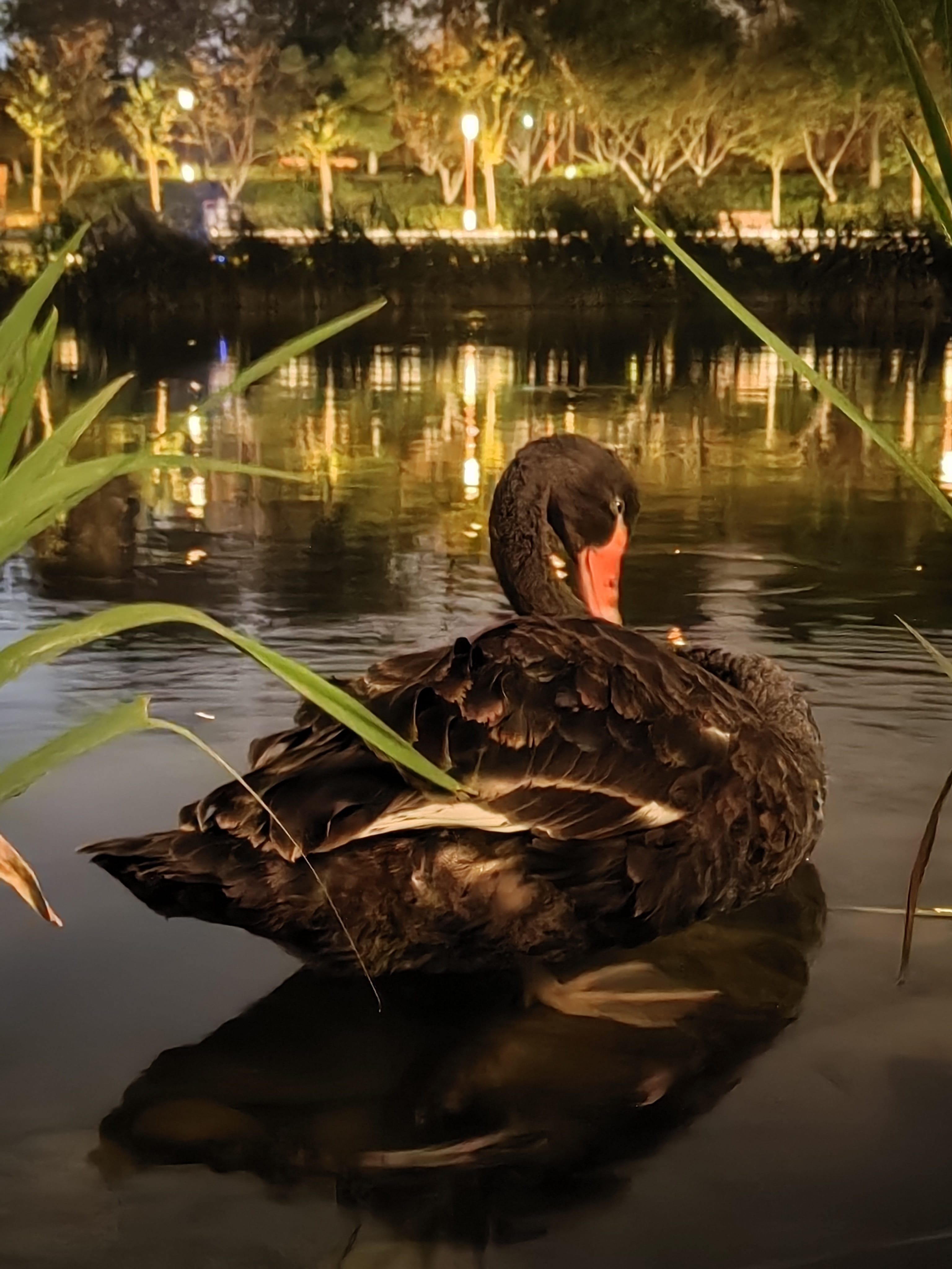 A black swan with a striking red beak glides gracefully on a tranquil pond reflecting the warm glow of nighttime lights. (Captioned by AI)