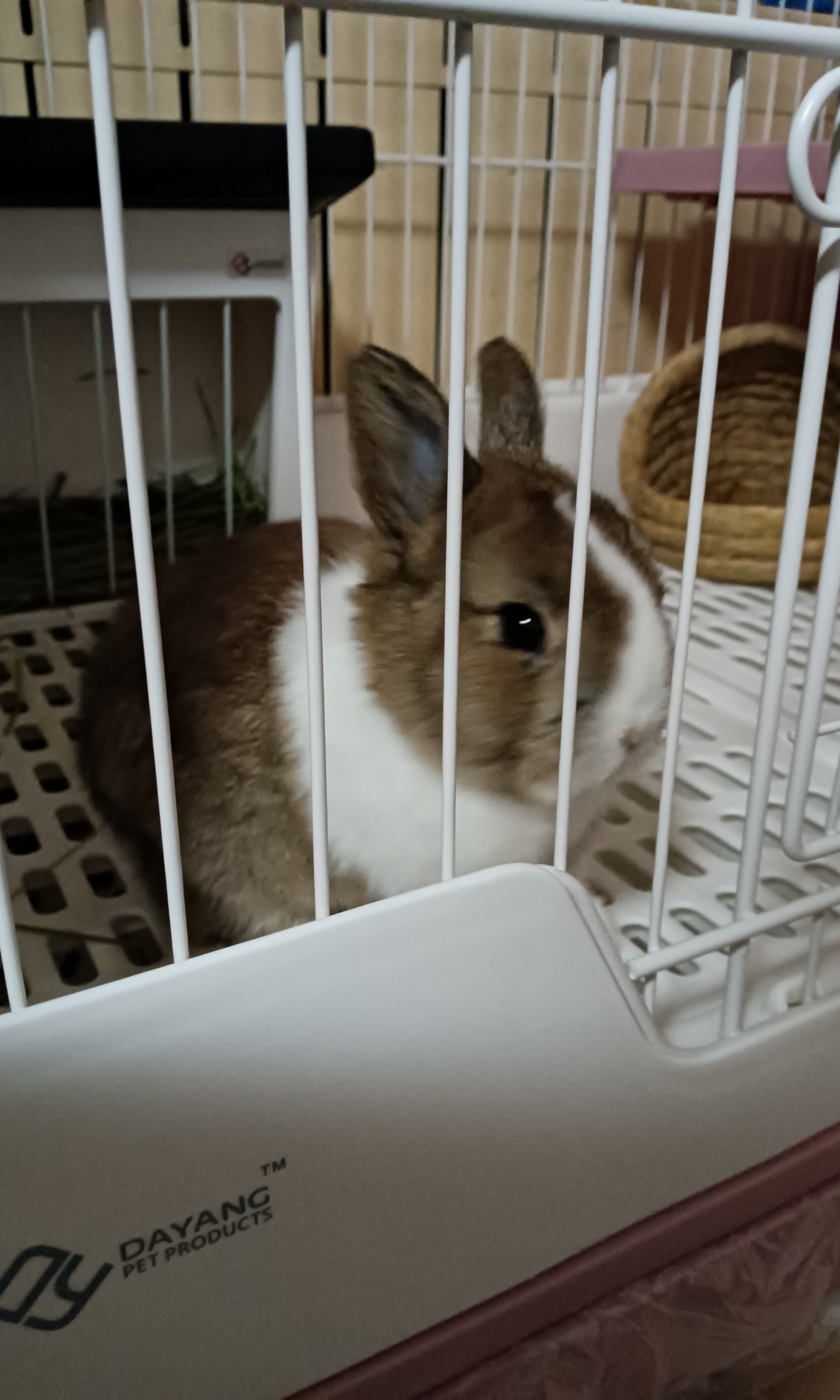 A small brown and white rabbit sits in a white cage. (Captioned by AI)