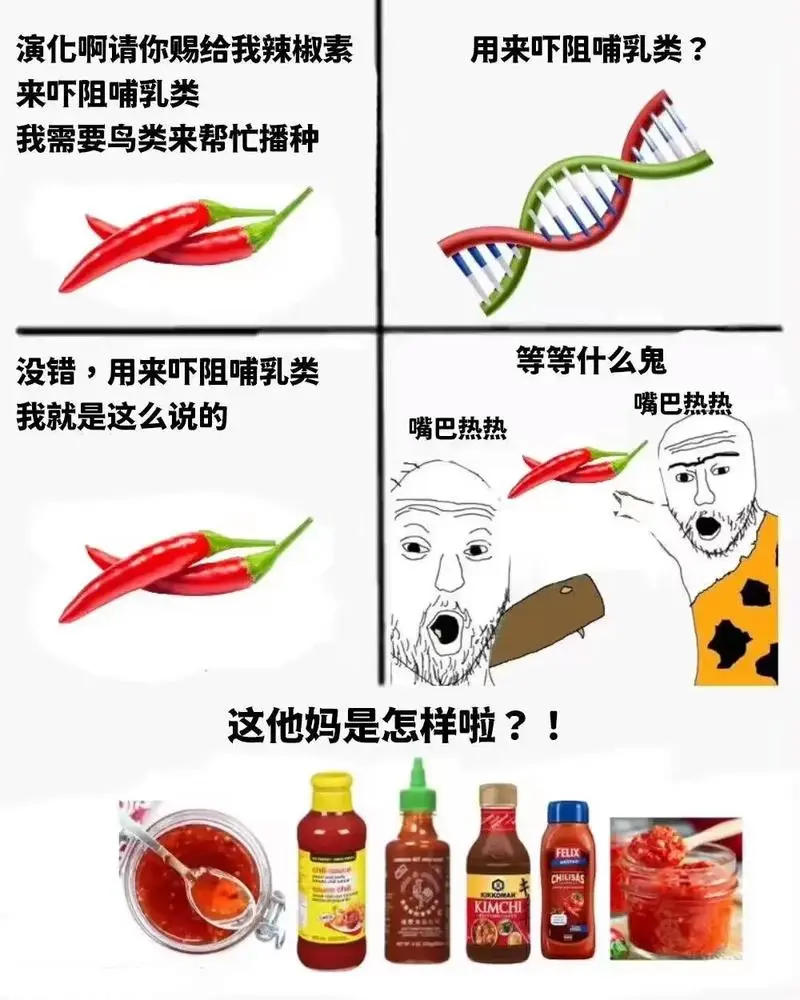 This meme, featuring the Drakeposting format and illustrations of chili peppers and various hot sauces, humorously depicts the evolution and societal impact of spicy food and the human desire for it. (Captioned by AI)