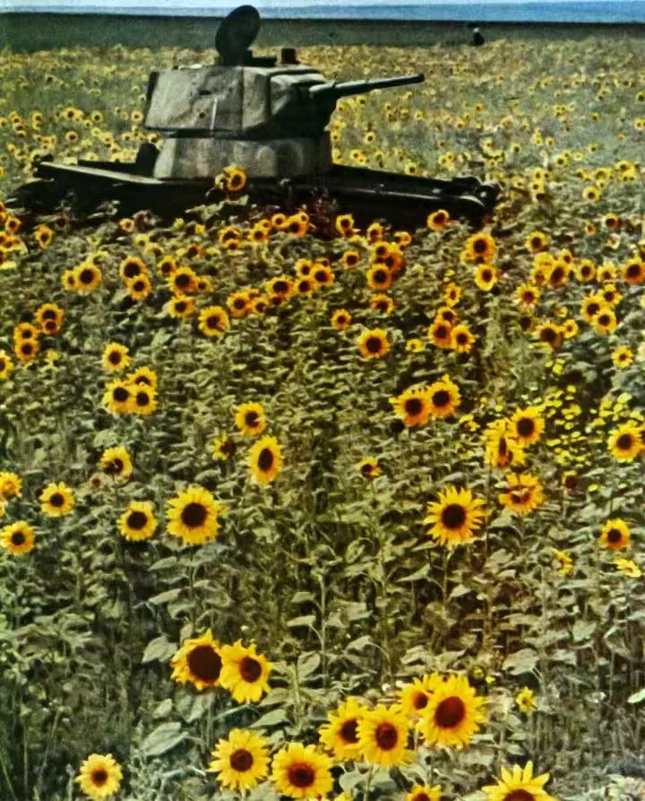 A tank sits in a field of sunflowers. (Captioned by AI)