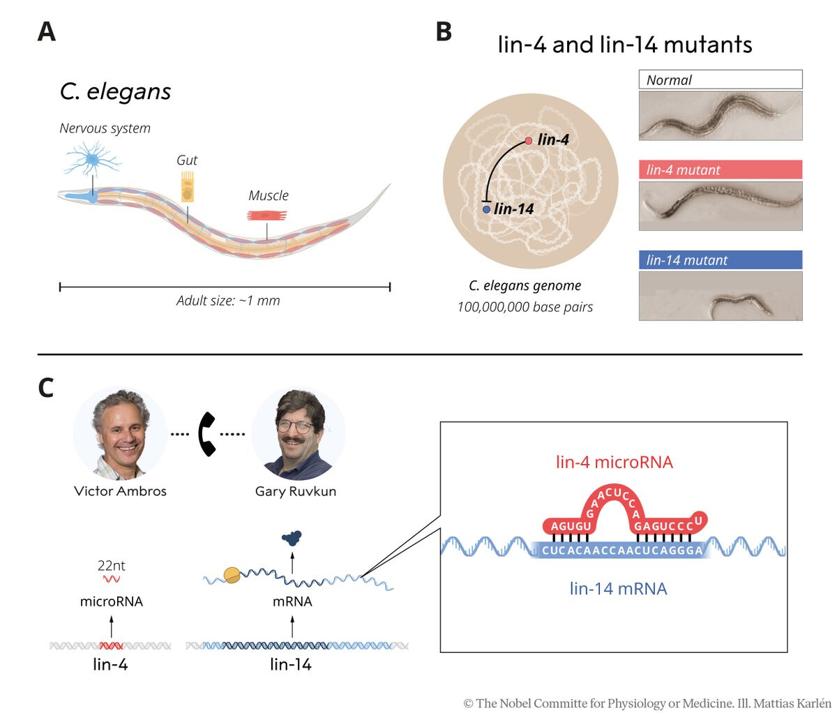 This scientific figure illustrates the discovery of microRNA in C. elegans by Victor Ambros and Gary Ruvkun, showcasing the worm's anatomy, the effect of lin-4 and lin-14 gene mutations, and the mechanism of lin-4 microRNA binding to lin-14 mRNA. (Captioned by AI)