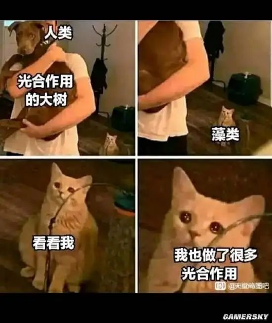 This meme uses a four-panel format with images of a human holding a dog, a cat looking on, and a crying cat to depict the feeling of being overlooked or underappreciated despite one's efforts, possibly within a hierarchical or competitive context. (Captioned by AI)