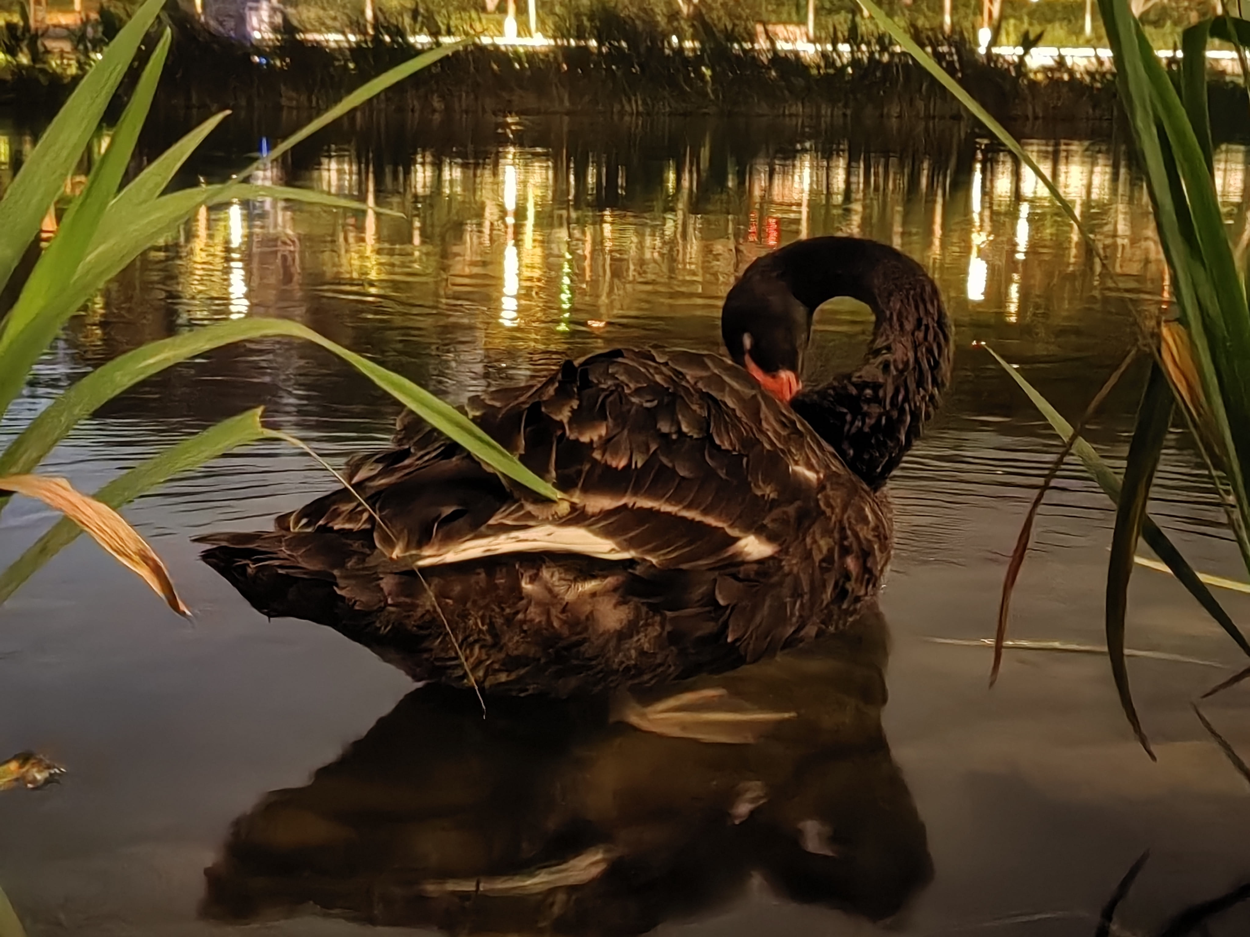 A black swan with a red beak rests on the calm, dark water of a pond near some reeds, with the blurred lights of a city reflecting in the water behind it. (Captioned by AI)