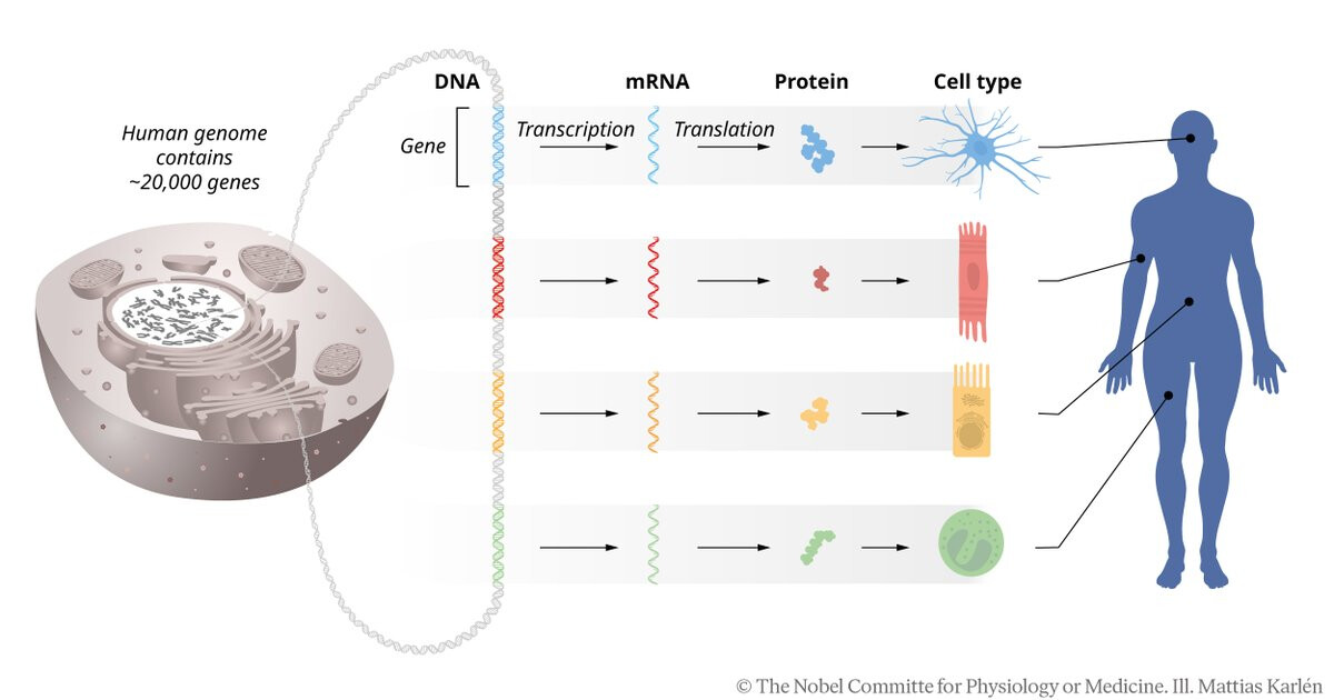 This diagram illustrates the process of gene expression, where DNA is transcribed into mRNA and then translated into proteins, leading to the formation of different cell types in the human body. (Captioned by AI)