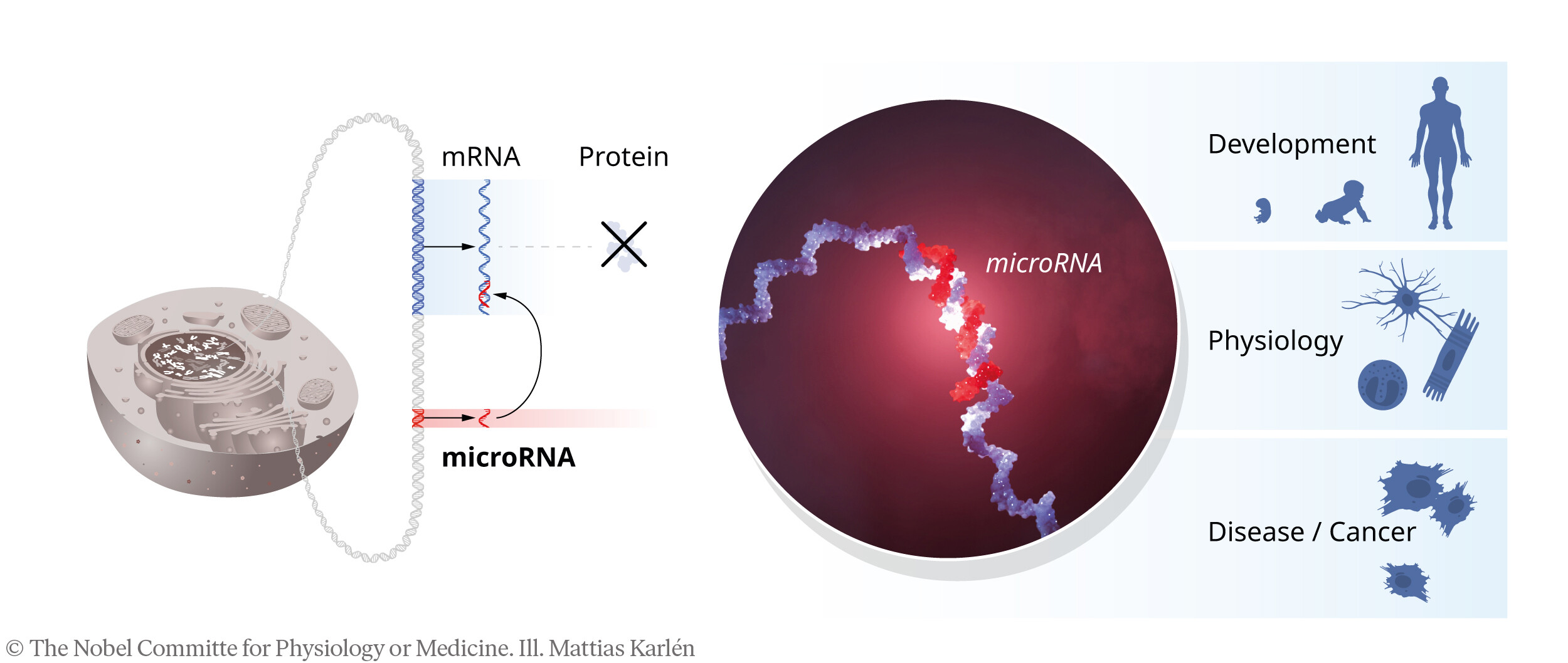 This scientific diagram illustrates the mechanism of microRNA, showing how it binds to mRNA, which prevents protein production and has implications in development, physiology, and disease. (Captioned by AI)