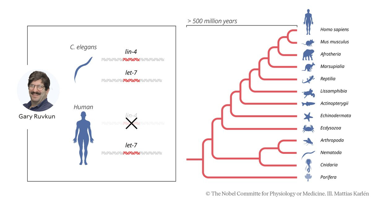 The image illustrates the evolutionary conservation of microRNAs lin-4 and let-7 across different species, highlighting their presence in C. elegans and humans while showcasing a phylogenetic tree representing the broad range of organisms where these microRNAs are found. (Captioned by AI)