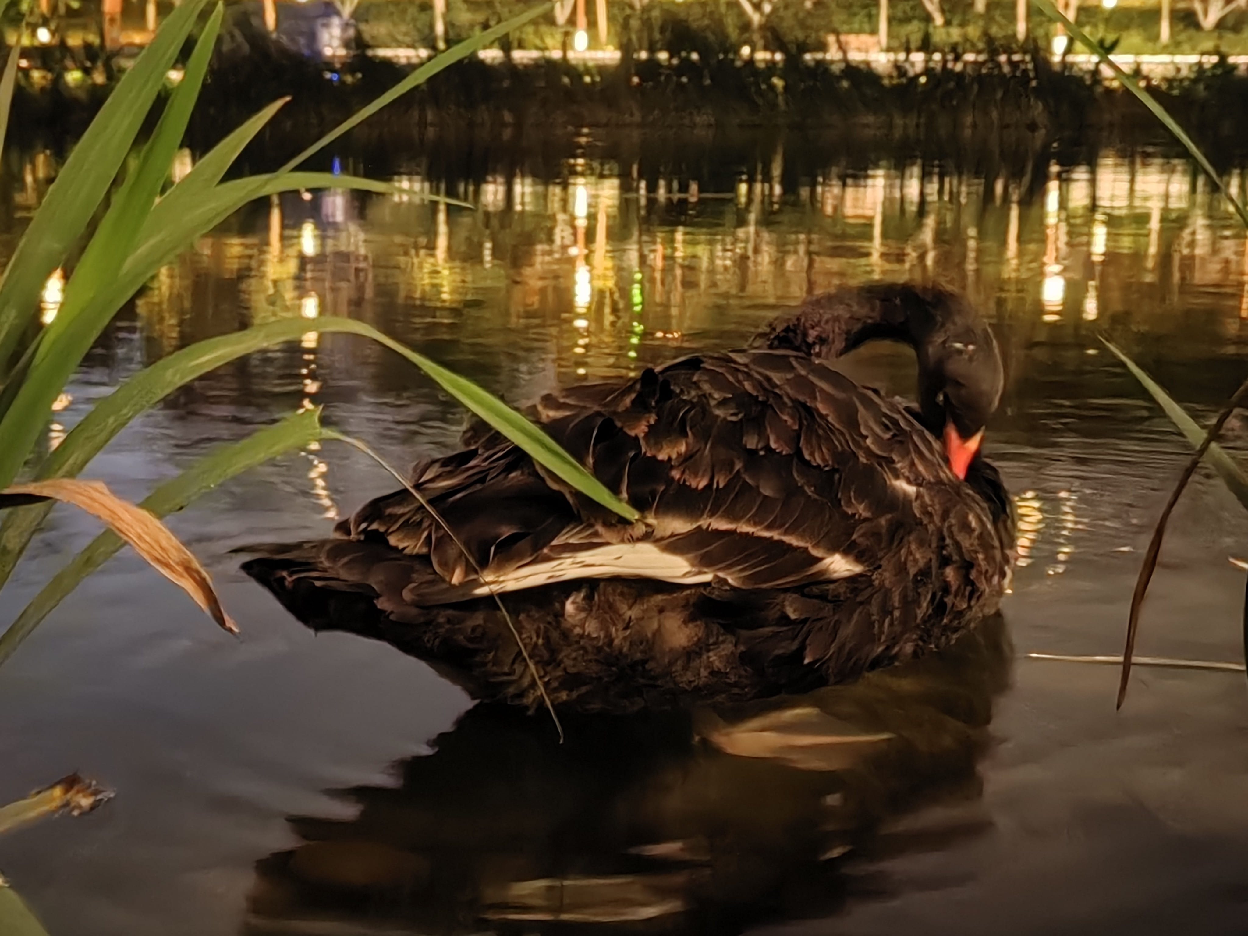 A black swan with a red beak floats serenely on a pond at night, its dark plumage highlighted by the reflections of artificial lights. (Captioned by AI)